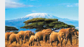 잠비아-에티오피아 등 9일간의 여행 ‘살아 있는 아프리카’를 느끼다