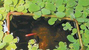 [고양이 눈]즐거운 나의 집