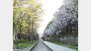 ‘바야흐로 봄’…아름다운 서울 꽃길 160선 소개합니다