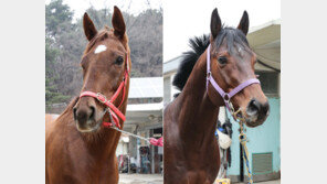 4등급 승급 상승세 ‘백산포스’ vs ‘질풍같이’