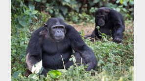 침팬지 사회의 정치학, 美 대선에서도 통했다