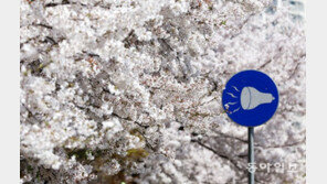 [청계천 옆 사진관] “주말 봄꽃 여행 떠나요”