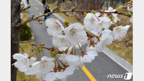 부산 벚꽃 10년만에 가장 이른 20일 개화…서울은 내달 3일