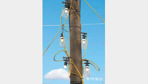 [고양이 눈]전봇대 나무에 불빛 주렁주렁