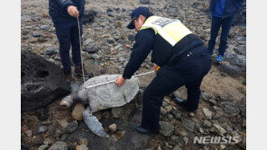 서귀포 해안가서 보호대상 해양생물 푸른바다 거북 사체 발견