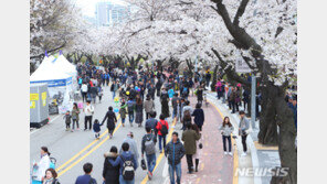 내달 5~11일 ‘여의도 봄꽃축제’…일부구간 교통통제