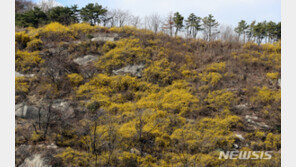 26일 20도 육박 포근…미세먼지 ‘나쁨’