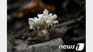 1g 15만원 ‘히말라야 비아그라’가 뭐길래… 中서 새로운 뇌물로 각광