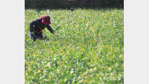 잡초 뽑는 한가로운 봄풍경