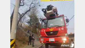 15m높이 나무에 매달려 있던 길고양이…3일만에 구조