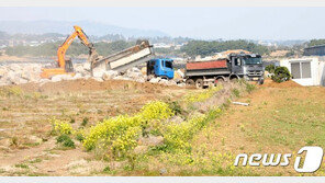 ‘제주의 명소’ 성산일출봉 유채꽃밭이 사라졌다