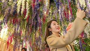 “꽃 전시회서 봄의 설렘 느끼세요”