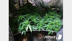 끊이지 않는 마리화나의 유혹…법정 처벌은 얼마나