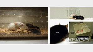 스트레스로 인한 ‘우울증’, 원인 유전자 찾았다