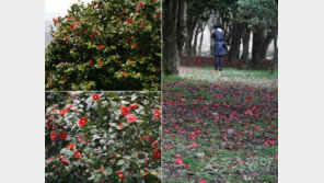 [김재범 기자의 투얼로지①] 동백꽃 수놓은 길따라 성큼…이곳이 낙원일세