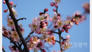 [김재범 기자의 투얼로지②] 용인 에버랜드에 매화꽃 내음 퍼지네