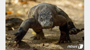 무시무시 코모도드래곤 40여마리 밀매 간큰 일당 체포