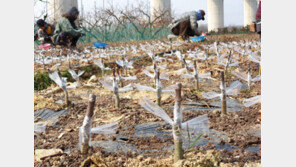 ‘옥천 묘목축제’ 28일부터 나흘간 열려