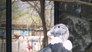 ‘멸종 위기 1급 콘돌’ 서울대공원에서 체코로 보낸다