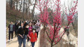 [동아포토]봄길 매화꽃과 함께…수도권 최초의 매화정원 ‘하늘 매화길’