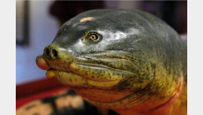 베트남 독립 상징 거북이, 방부 처리돼 전시…레닌과 같은 반열에?