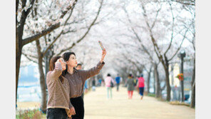 봄의 길목에… 영남지역 곳곳에 ‘벚꽃 축제’ 만발