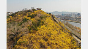 [동아포토]노란 물결이 춤추듯…응봉산에 핀 개나리