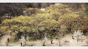 [청계천 옆 사진관]노란 물결이 출렁~ 산수유로 물들다