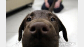 佛연구논문 “개 후각, 간질발작 체취 탐지 가능” 