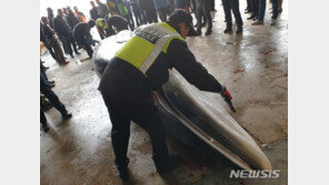 울산 앞바다서 밍크고래 죽은 채 발견…7000만원에 판매