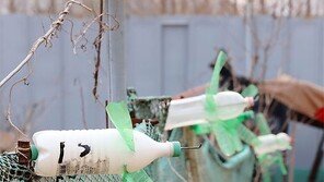 [고양이 눈]쌀, 보리향 나는 바람개비