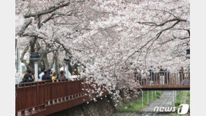 예년보다 빨리핀 진해 벚꽃…진해군항제 31일 전야제