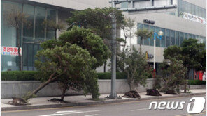 충남서 강풍에 나무 쓰러지고 지붕 날라다녀