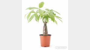 “식물이 미세먼지 먹는대요”…파키라 매출 6배↑