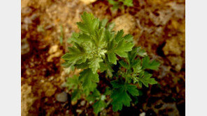 겨울철 부족해진 영양소 보충…봄만 되면 밥상에 ‘이것’의 향이 가득