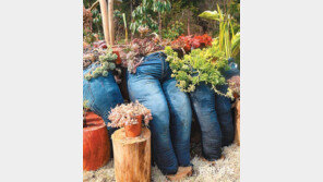 [고양이 눈]청바지 화단