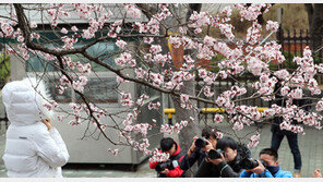 봄꽃 아래 겨울옷… 오늘도 쌀쌀