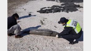 제주 해안가서 멸종위기 돌고래 상괭이 사체 발견…올 들어 31번째