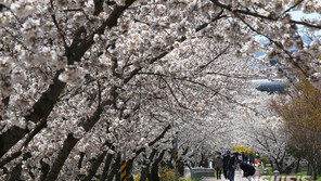 벚꽃 나들이객 몰린 도로서 만취운전 막은 대학생