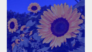 사진의 '진짜' 흰색을 찾아라, 화이트밸런스