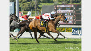 美 캘리포니아 ‘죽음의 경마장’…23번째 경주마 숨져