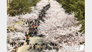 “황령산 벚꽃, 이리 예쁠 줄이야”…상춘객, 꽃놀이 인증 SNS도 화사