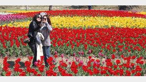 화려한 봄 [퇴근길 한 컷]