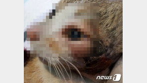 3년간 지켜보며 손길 타던 길고양이…화상 입은 채로 발견