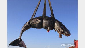 이탈리아 해변서 22㎏ 분량 플라스틱 먹고 죽은 ‘임신’ 고래 발견