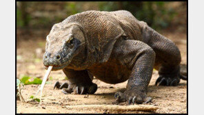 인도네시아 코모도섬, 내년부터 1년간 관광객 안 받는다…이유는?