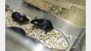 한 마리 1000만원…황금알 낳는 생쥐?