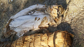 구미서 묘 개장 중 출토한 문화재급 추정 유물 사라져