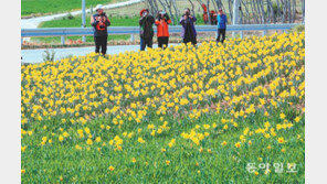 1004섬 수선화 축제
