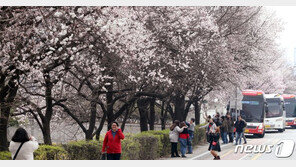 ‘여의도 봄꽃 축제’ 5일 개막…주말 버스 막차 연장